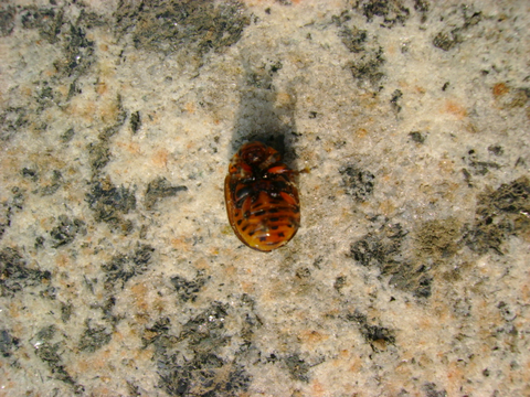 Dorifora Leptinotarsa decemlineata